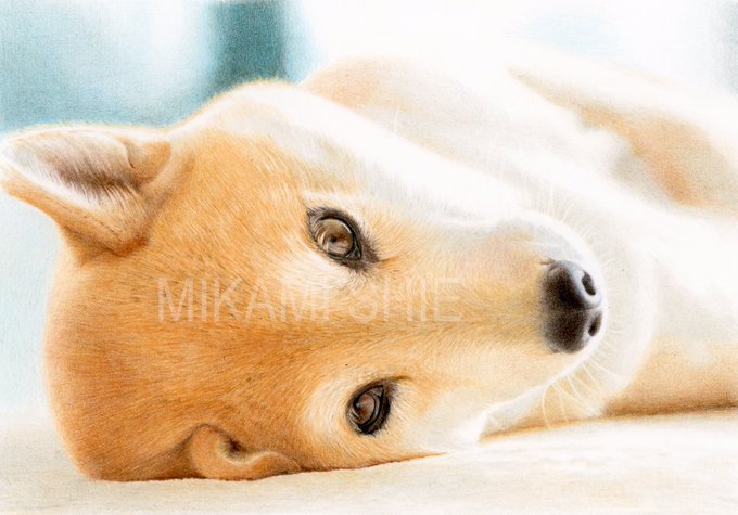 マメシバ
